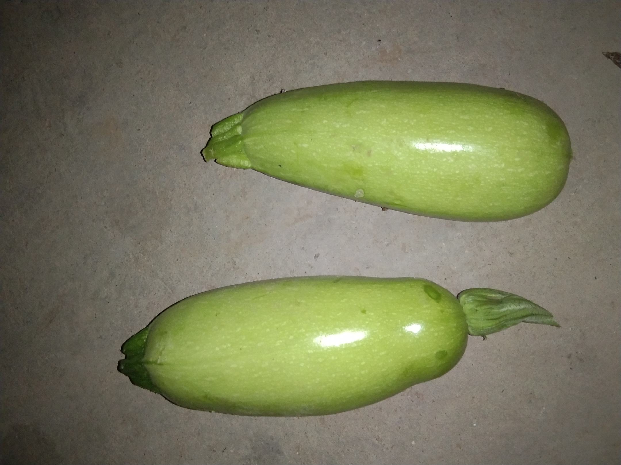 西葫芦与松瓜对比图