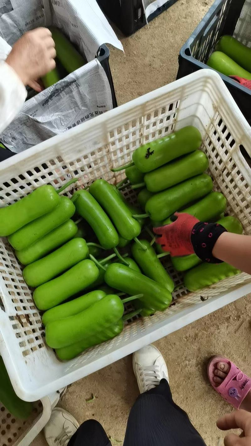 【瓠瓜】精品瓠瓜规格齐全对接市场批发社区团购电商平台全国