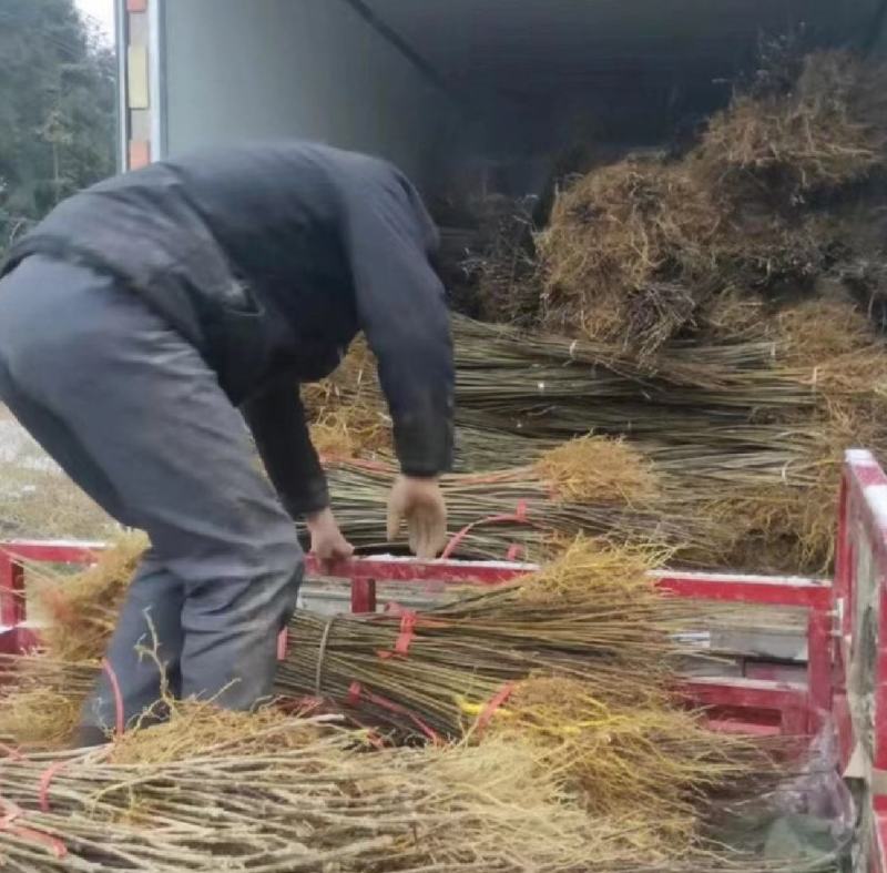 川黄柏苗