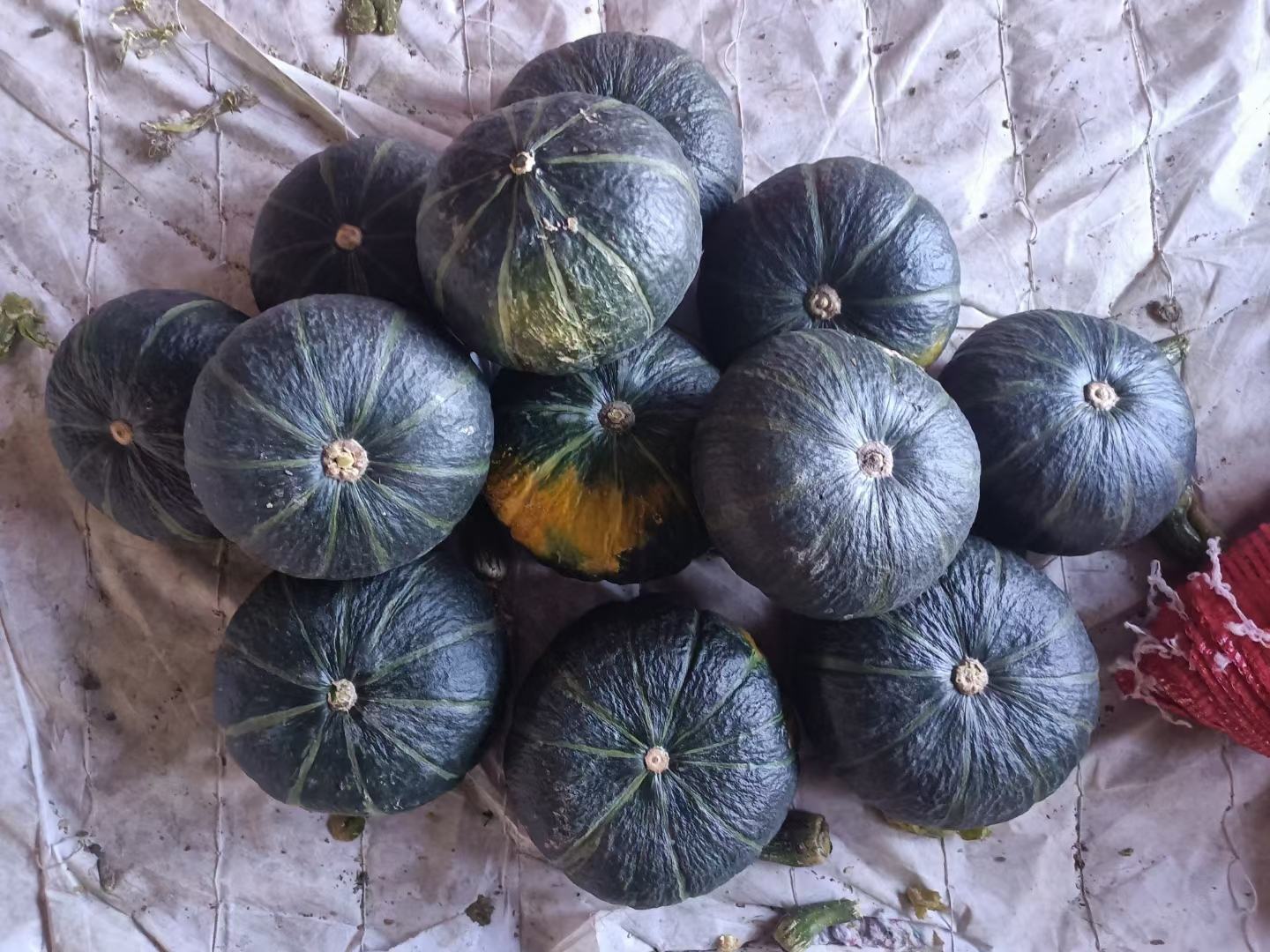 超市生鲜区的南瓜货架上摆放着十余个贝贝南瓜,均为深绿色带浅条纹的扁圆形果实,整齐码放在浅色托盘中;标签清晰标注'正宗日本贝贝南瓜 12.8元/斤';一名顾客正在用手挑选,手指正触摸其中一个南瓜的表皮进行检查;背景有‘有机蔬菜’指示牌,环境明亮整洁 超市货架上的贝贝南瓜选购场景