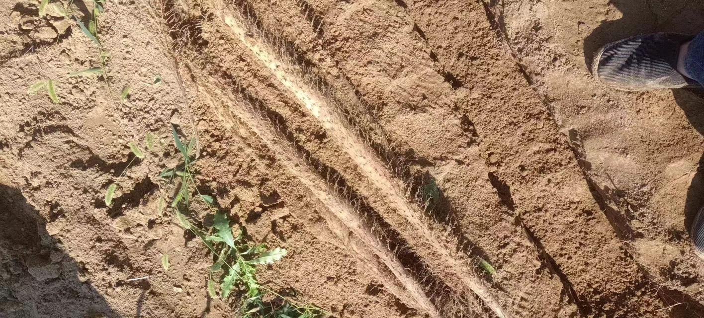 山药外观对比图