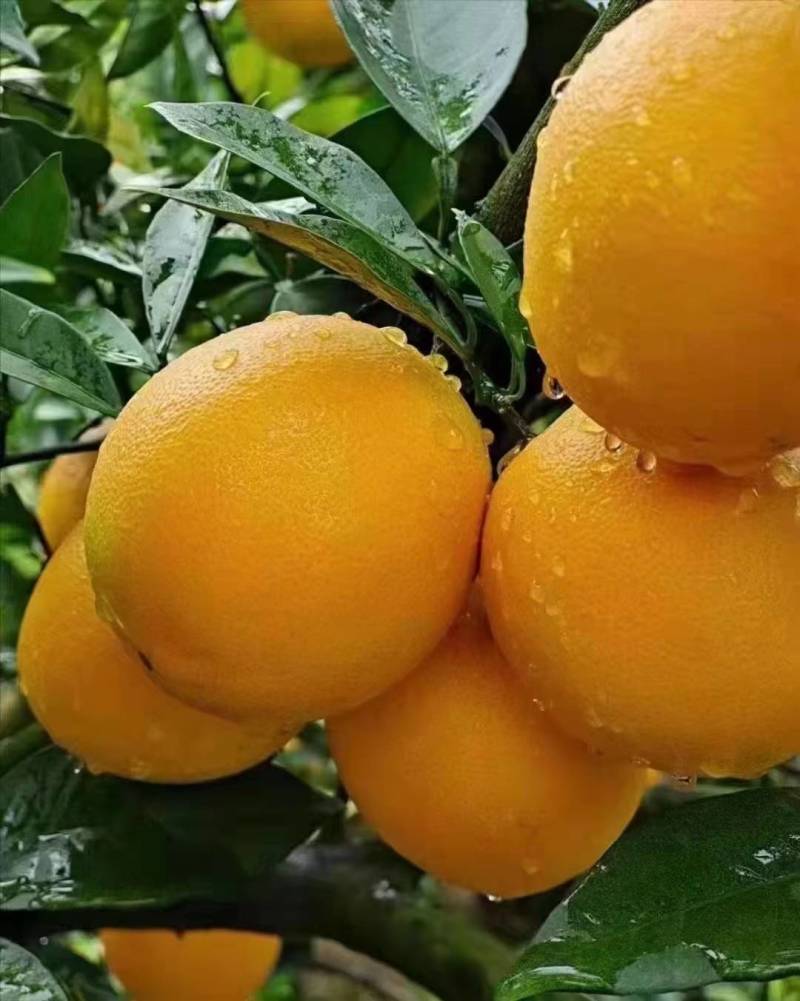 江西赣南脐橙赣州信丰