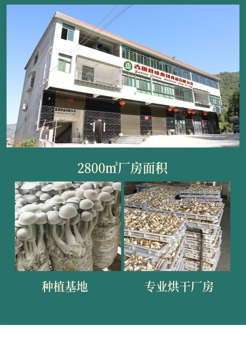 ［一件代发］鹿茸菇鹿茸菌食用菌干货包邮对接各大团购