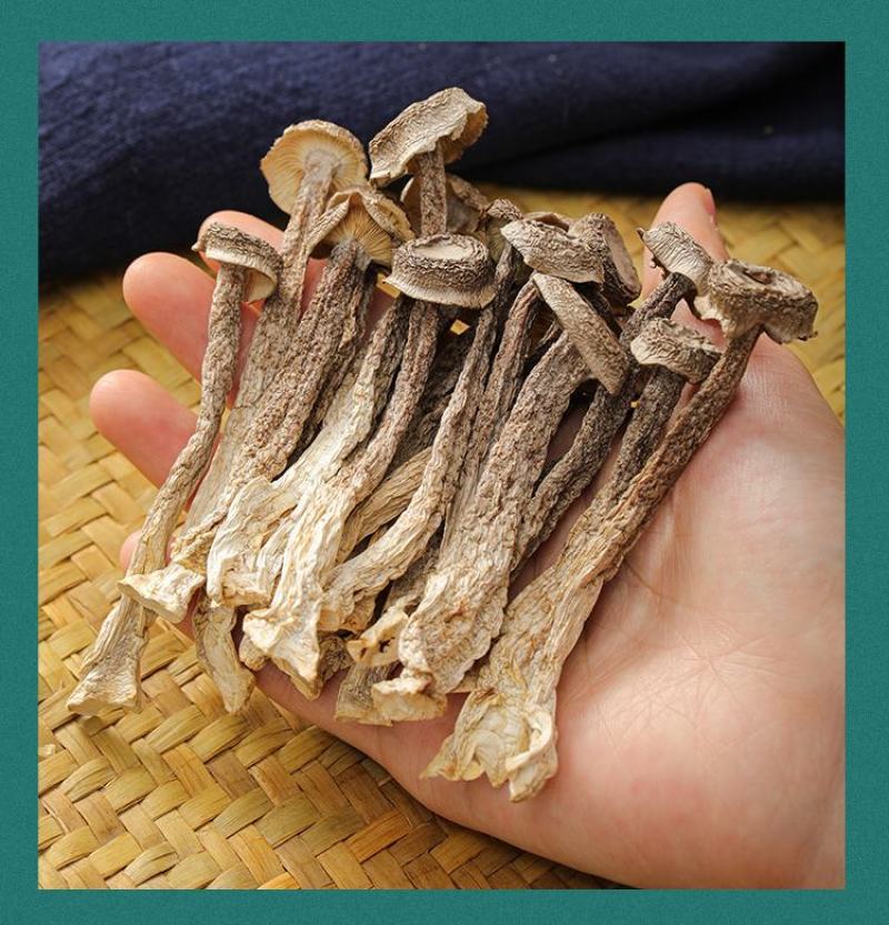［一件代发］鹿茸菇鹿茸菌食用菌干货包邮对接各大团购