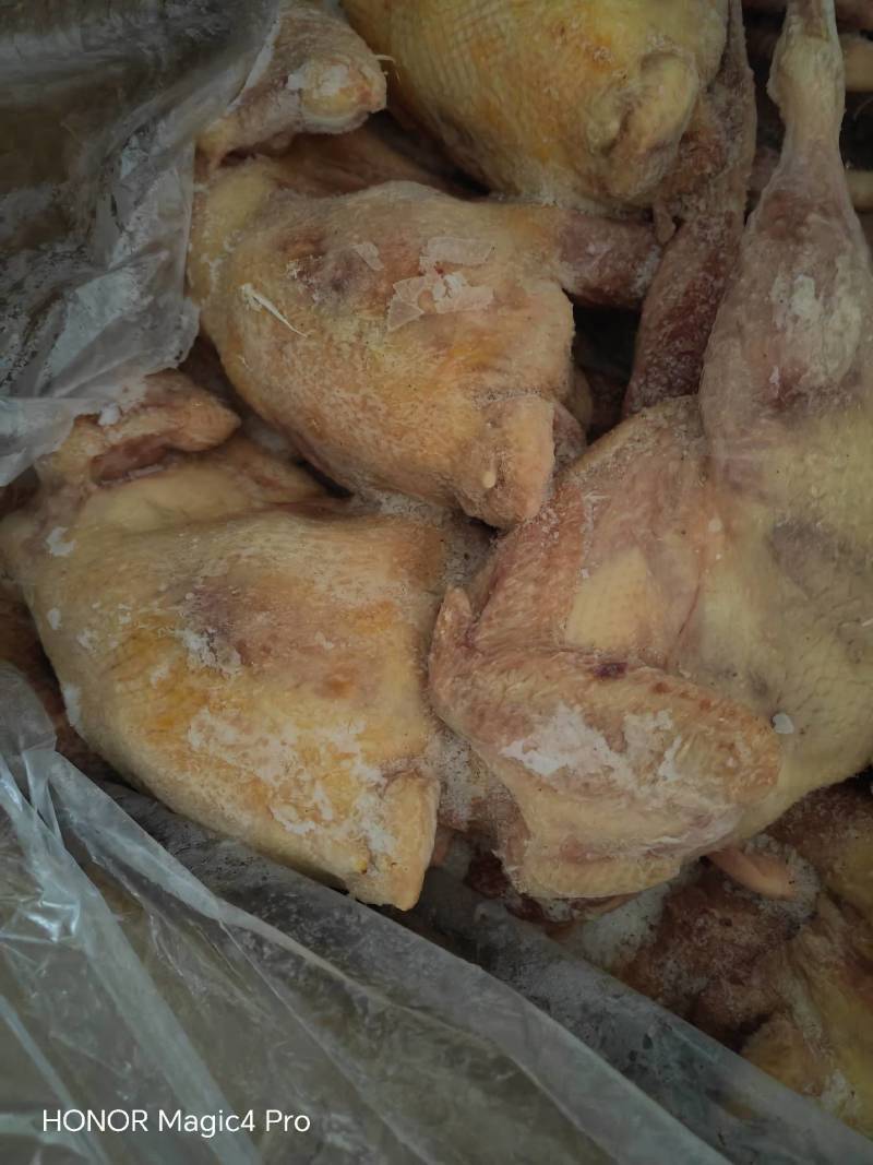 鸡红毛老母鸡贵州两年生老母鸡全净膛免清洗手撕鸡椒麻鸡