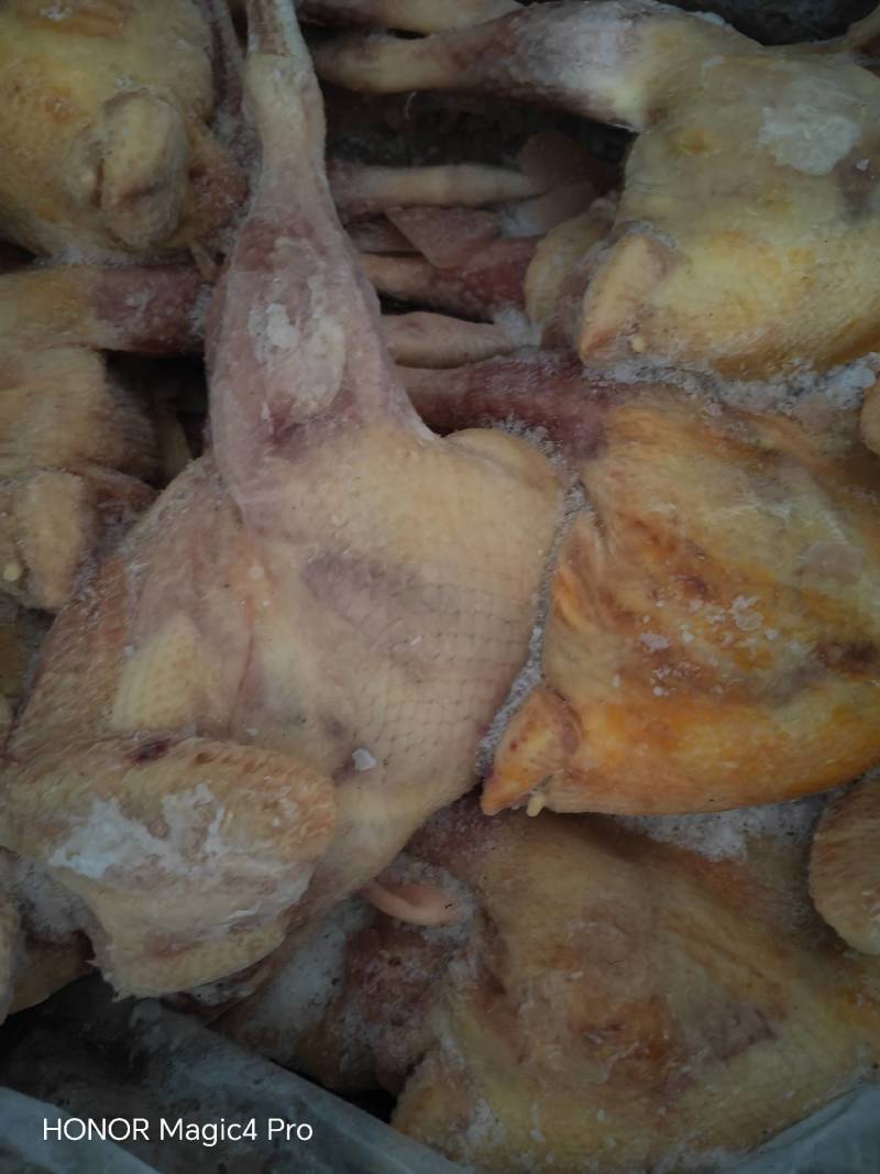 鸡红毛老母鸡贵州两年生老母鸡全净膛免清洗手撕鸡椒麻鸡