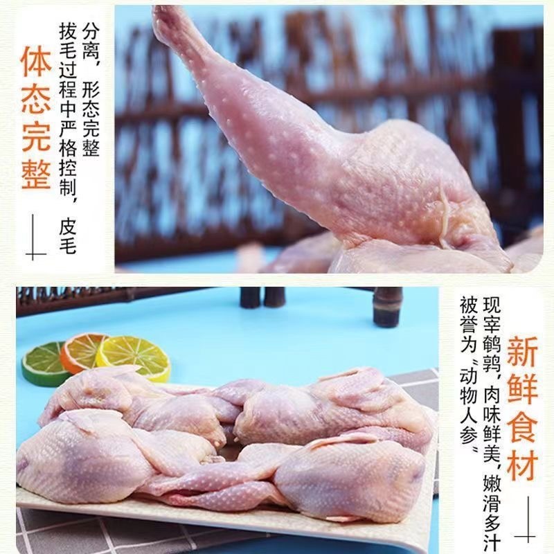 大放血鹌鹑冷冻批发