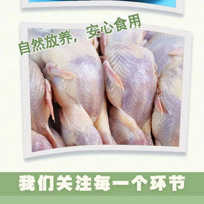 大放血鹌鹑冷冻批发