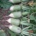 青萝卜大量上市