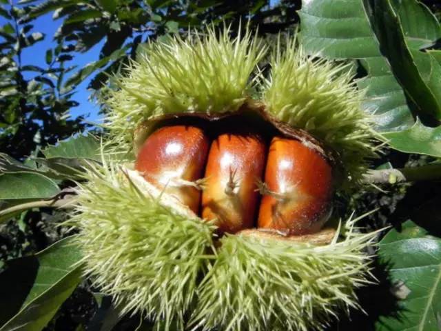 栗子外壳特写