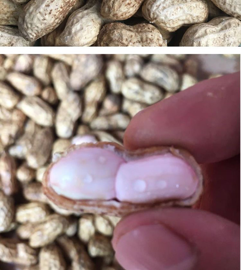 【优选】万亩大白沙花生大白鲨花生小白鲨可对接电商商超诚信经营