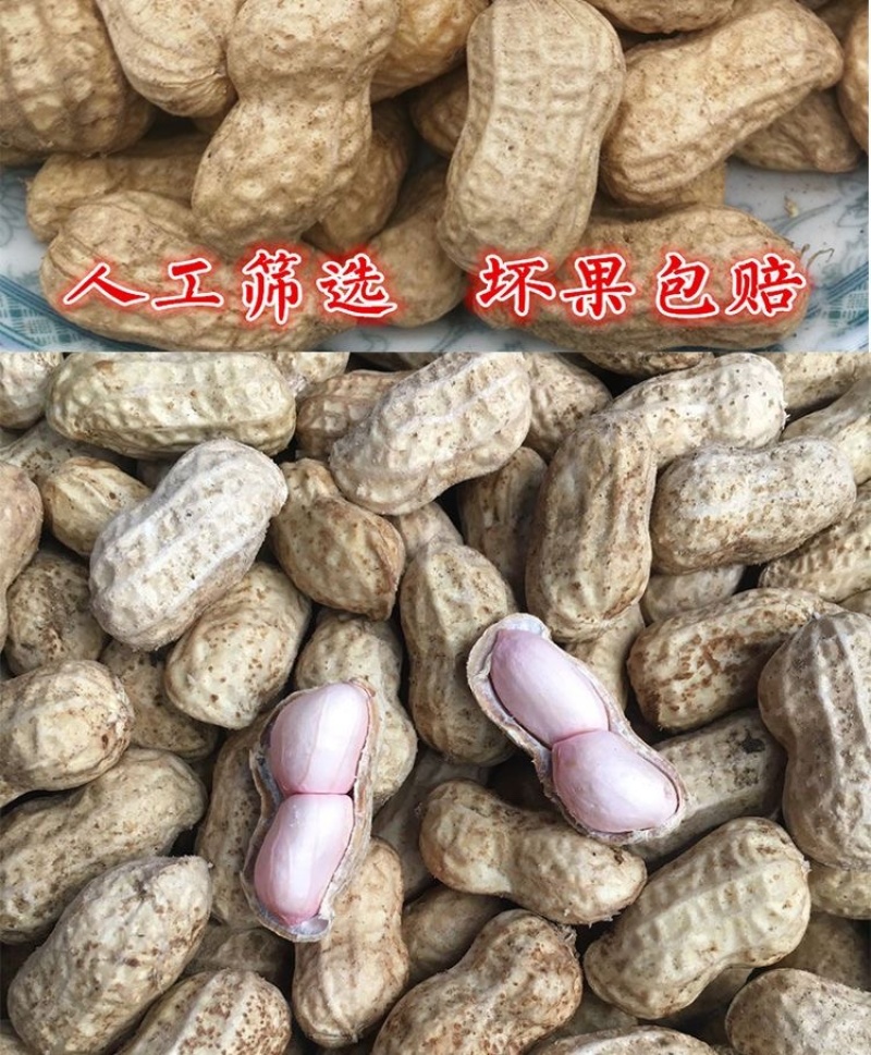 【优选】万亩大白沙花生大白鲨花生小白鲨可对接电商商超诚信经营