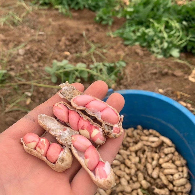 【好货】四粒红花生红皮花生带壳花生可对接商超视频看货