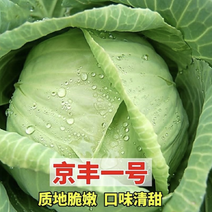 【牛】京丰一号莲花白包菜大量新鲜上市，产地直发对接全国