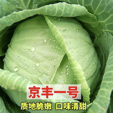 【牛】京丰一号莲花白包菜大量新鲜上市，产地直发对接全国