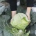 【牛】京丰一号莲花白包菜大量新鲜上市，产地直发对接全国