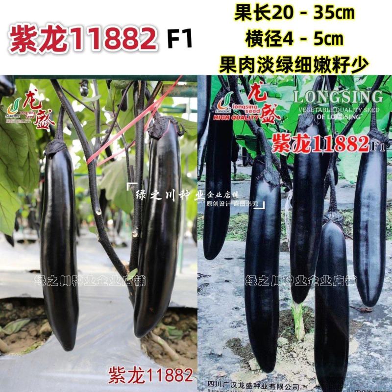紫龙11882春秋两用茄子种子油黑亮丽黑长茄种子肉淡绿