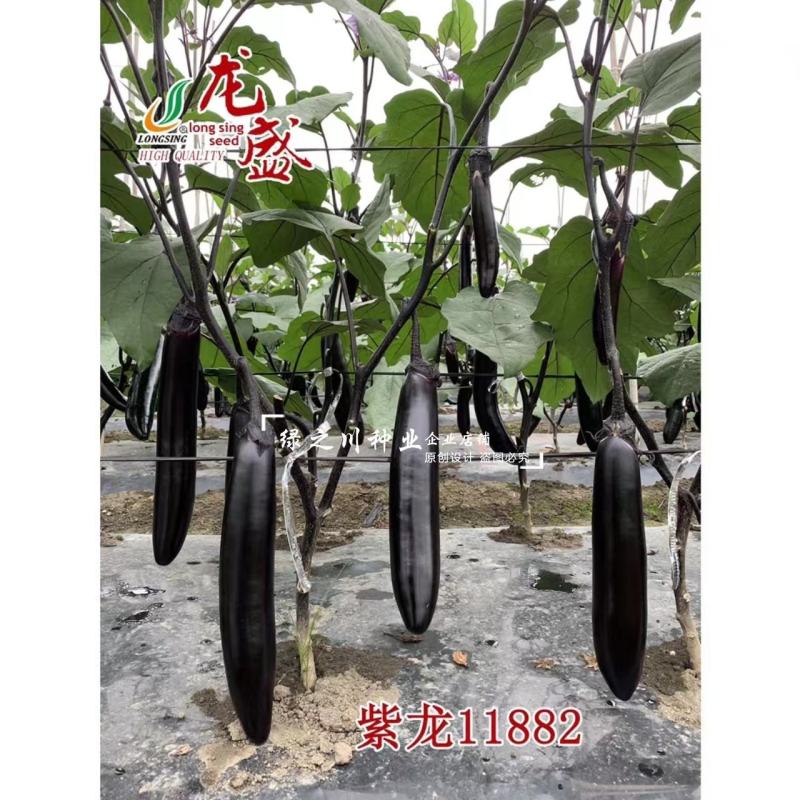 紫龙11882春秋两用茄子种子油黑亮丽黑长茄种子肉淡绿