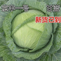 【实力】京丰一号甘蓝圆包菜产地大量新鲜供应，对接全国批发