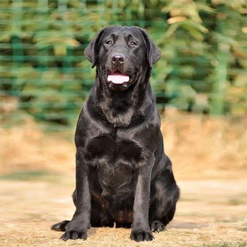 纯种拉布拉多犬成年大型犬听话宠物颜值高