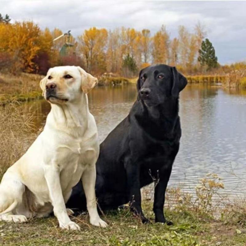 纯种拉布拉多犬成年大型犬听话宠物颜值高