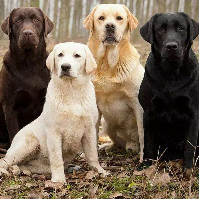 纯种拉布拉多犬成年大型犬听话宠物颜值高