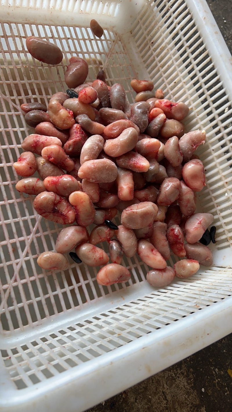 鸡腰子乌鸡腰花腰青脚麻