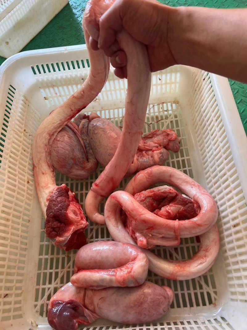 牛鞭牛鞭宝牛叼牛大力
