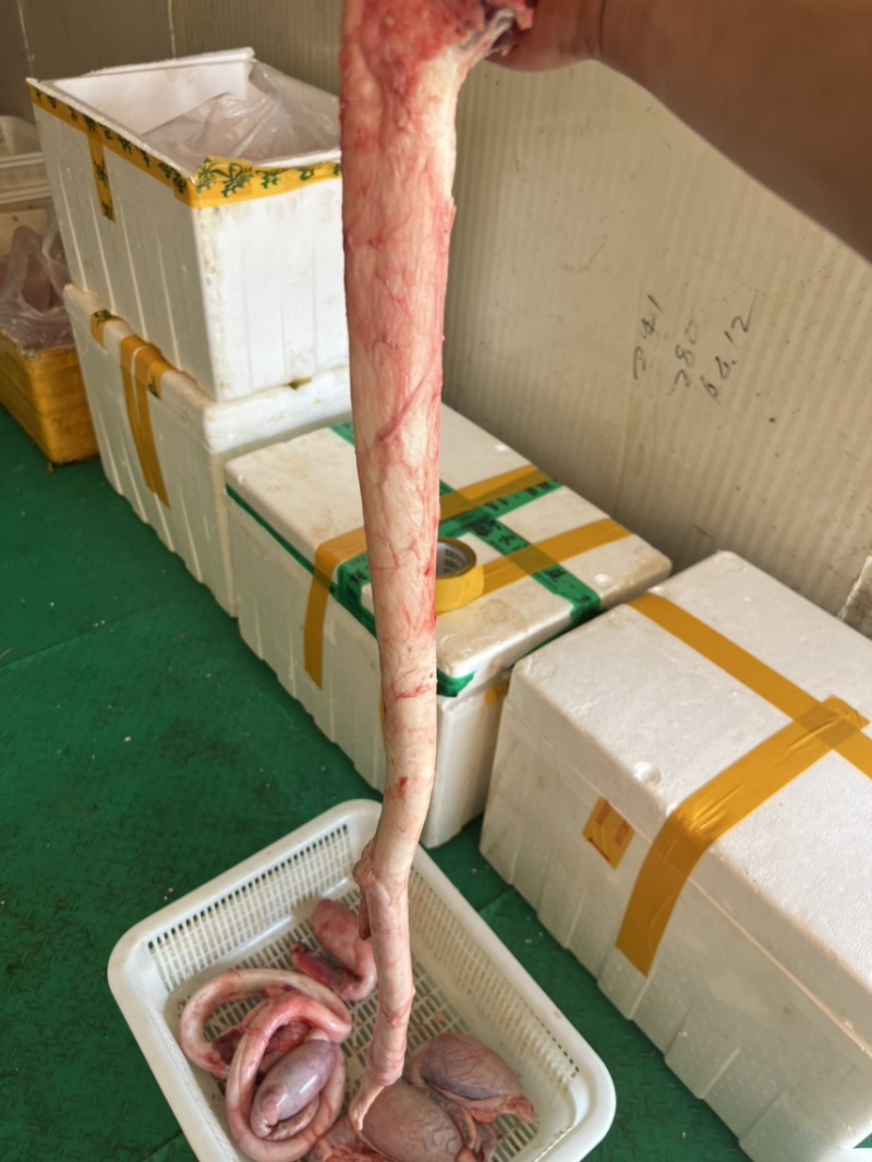 牛鞭牛鞭宝牛叼牛大力