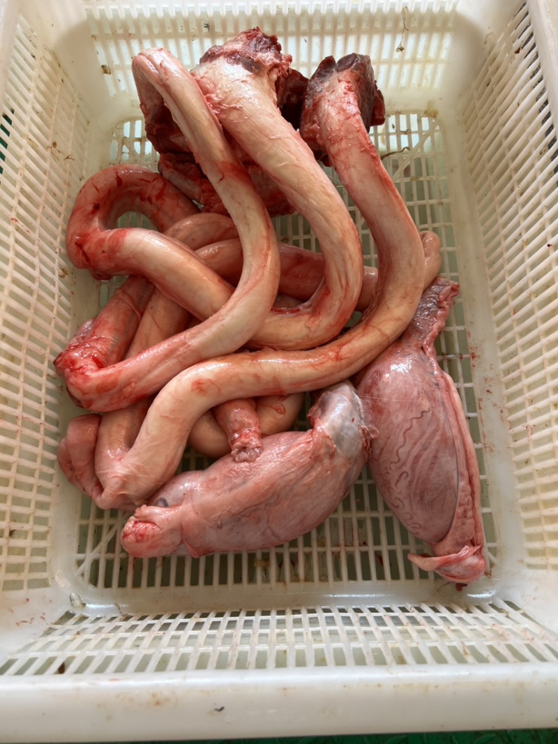牛鞭牛鞭宝牛叼牛大力