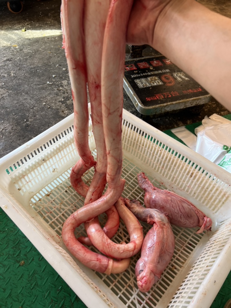 牛鞭牛鞭宝牛叼牛大力