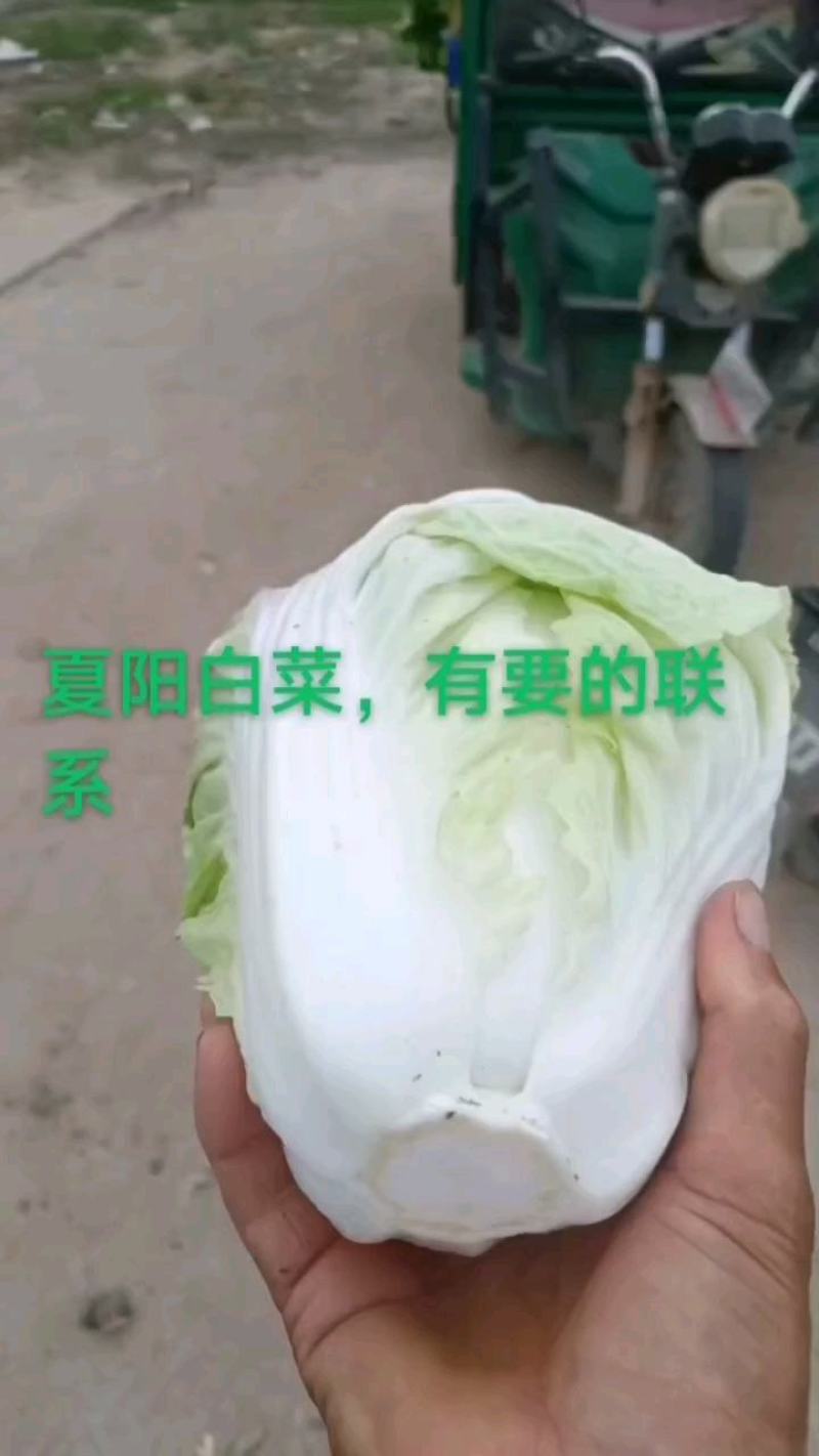 河南开封夏阳白菜大量现货供应，品质经营，欢迎来电询价订购