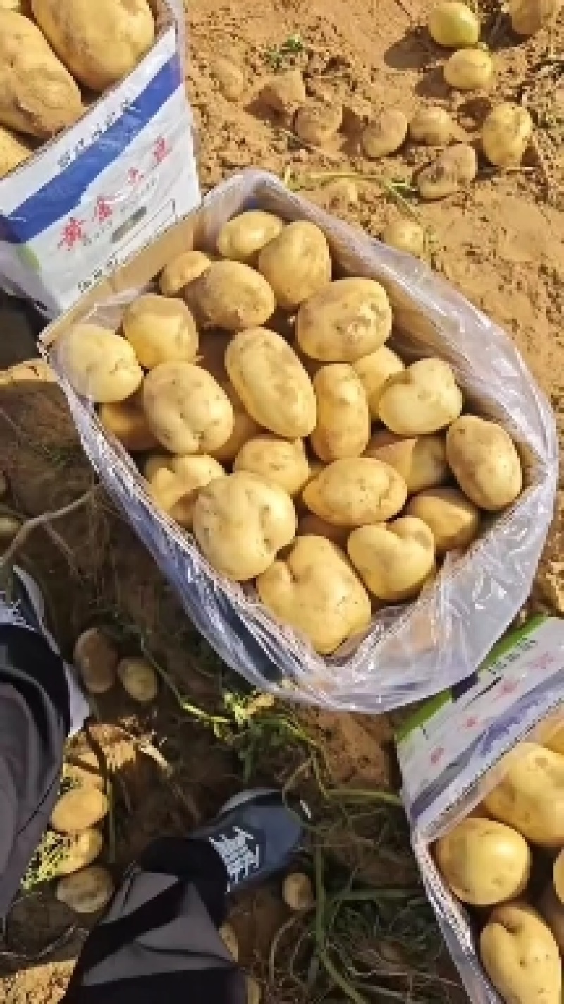 陕北纯沙地大个头V7，适合库存，走市场，商超，电商平台