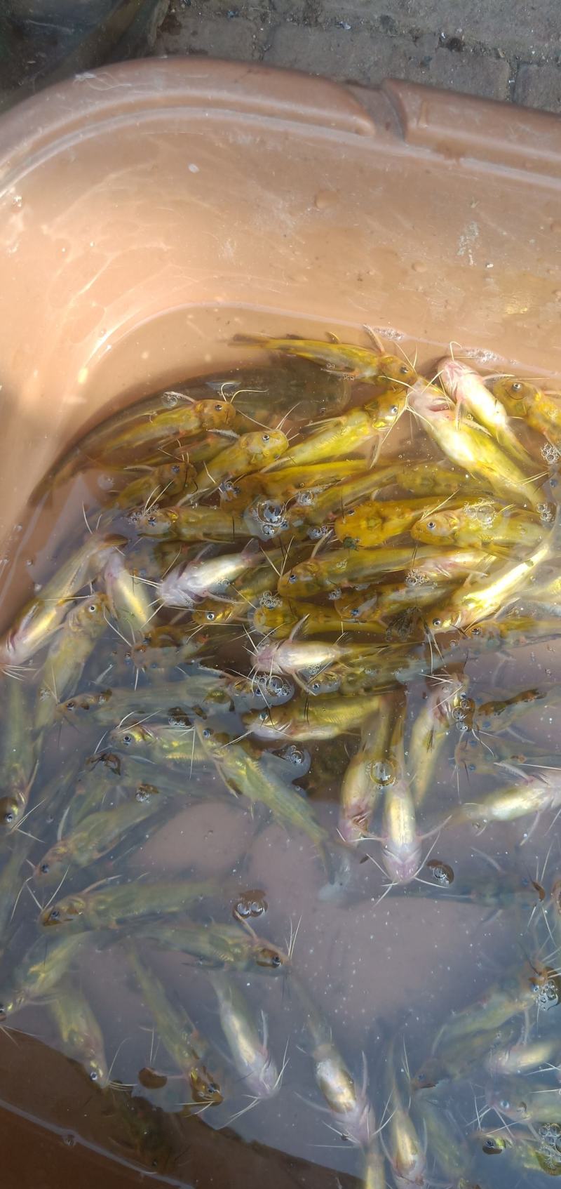 河鱼