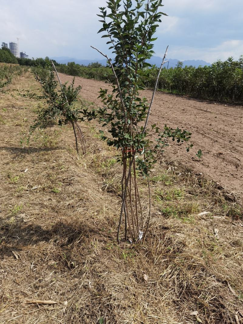 特选药用高产大果连翘优质种苗