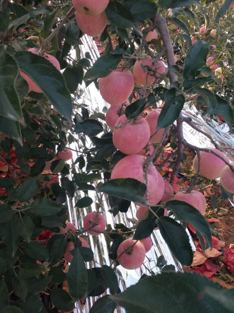 辽宁寒富苹果葫芦岛苹果批发量大从优欢迎联系