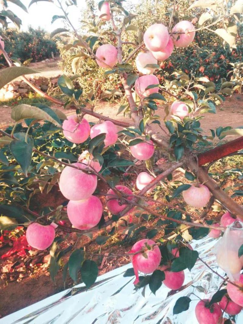 辽宁寒富苹果葫芦岛苹果批发量大从优欢迎联系