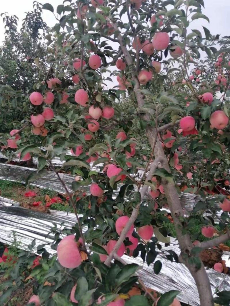 辽宁寒富苹果葫芦岛苹果批发量大从优欢迎联系