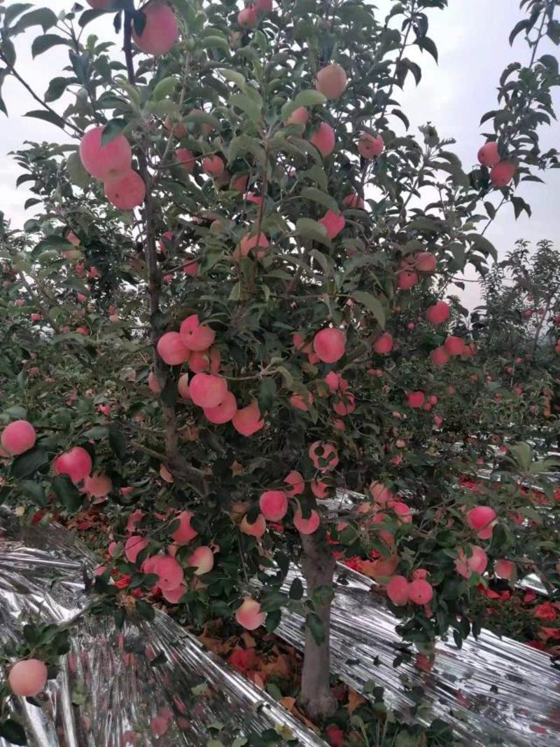 辽宁寒富苹果葫芦岛苹果批发量大从优欢迎联系