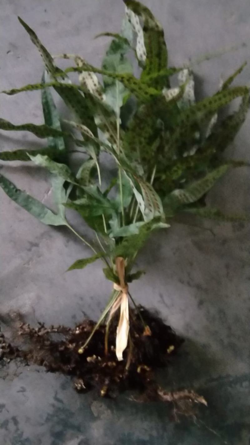 金鸡脚