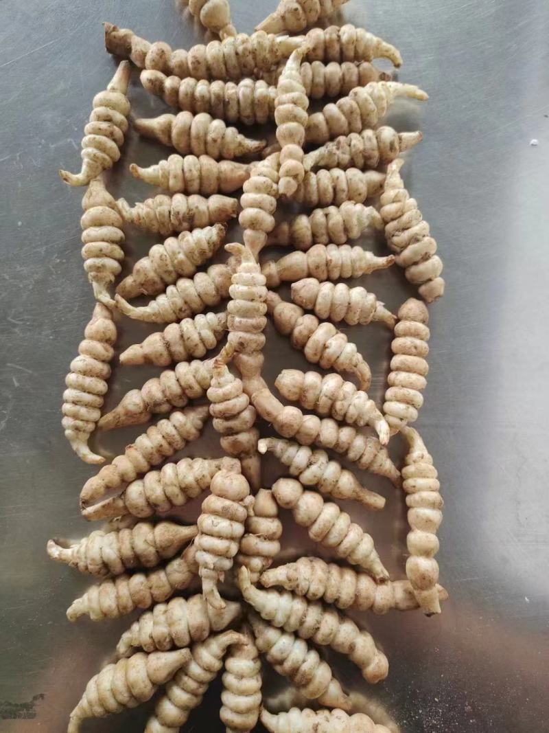 新鲜螺丝菜