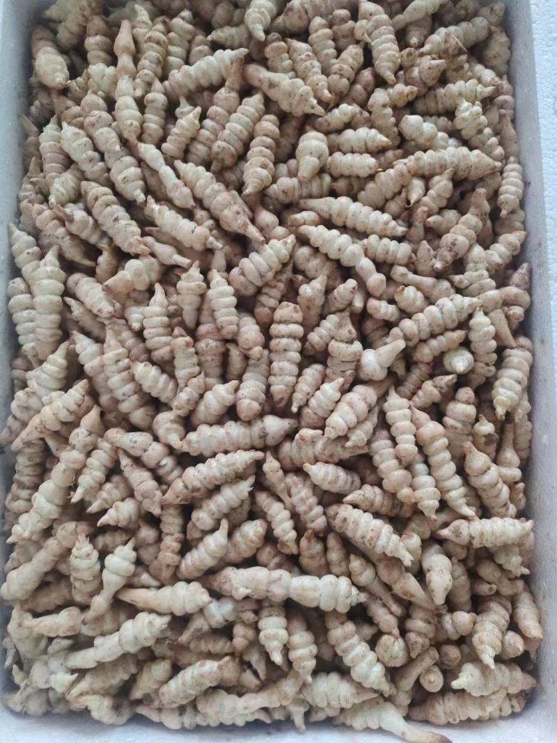 新鲜螺丝菜