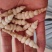 新鲜螺丝菜