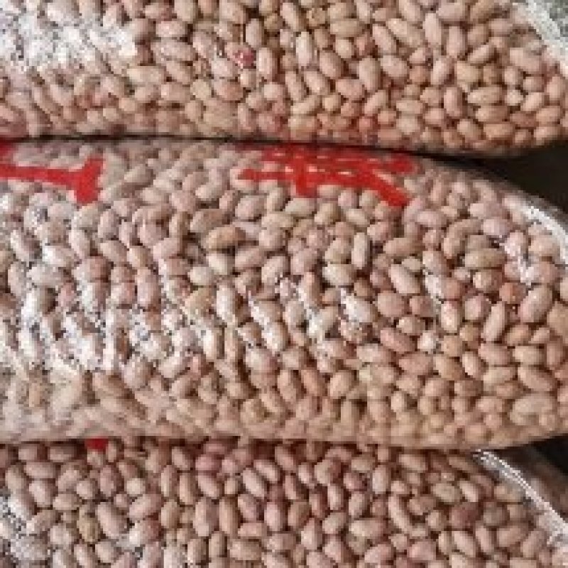 白沙新花生米8个筛选的精品，山东省邹城市华丰花生米加工