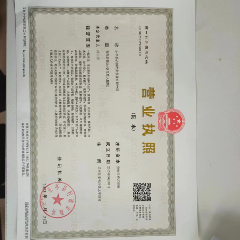 常年产地供应优质豌豆种子中豌六号九号甜豌豆