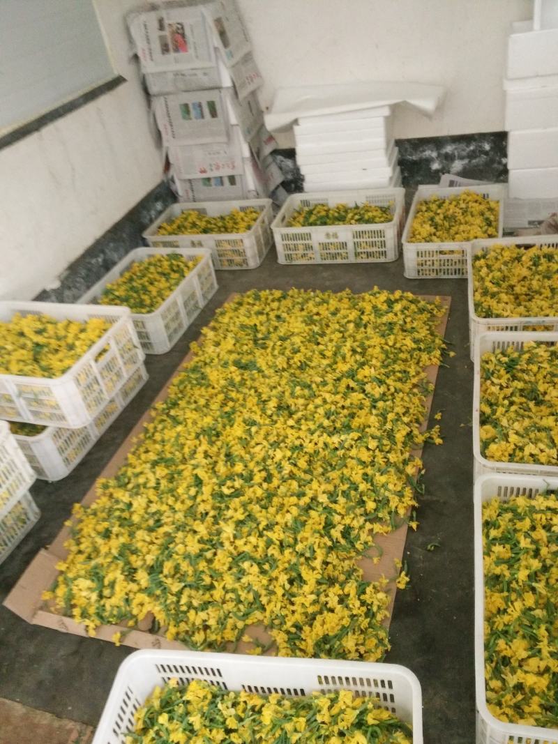 【小黄瓜花】山东省寿光市精品小黄瓜花，全年有货，全国发货