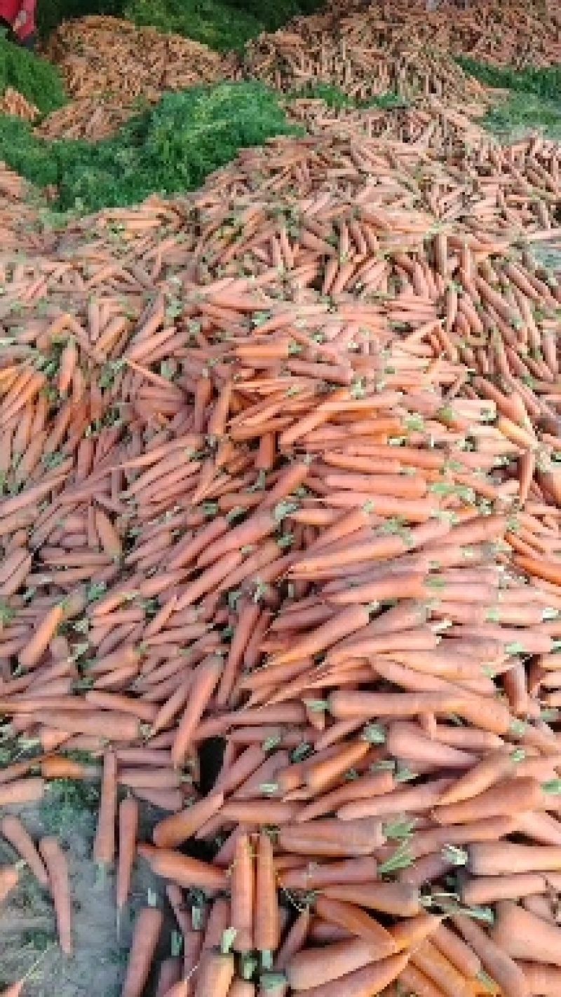 【现挖现发】开封胡萝卜新鲜红萝卜新鲜蔬菜水果萝卜批发沙地萝卜