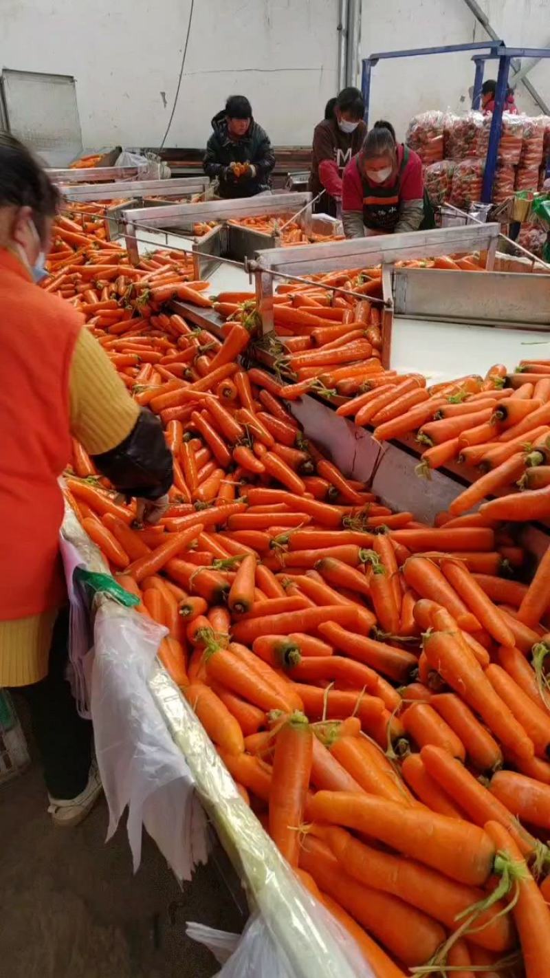 【现挖现发】开封胡萝卜新鲜红萝卜新鲜蔬菜水果萝卜批发沙地萝卜
