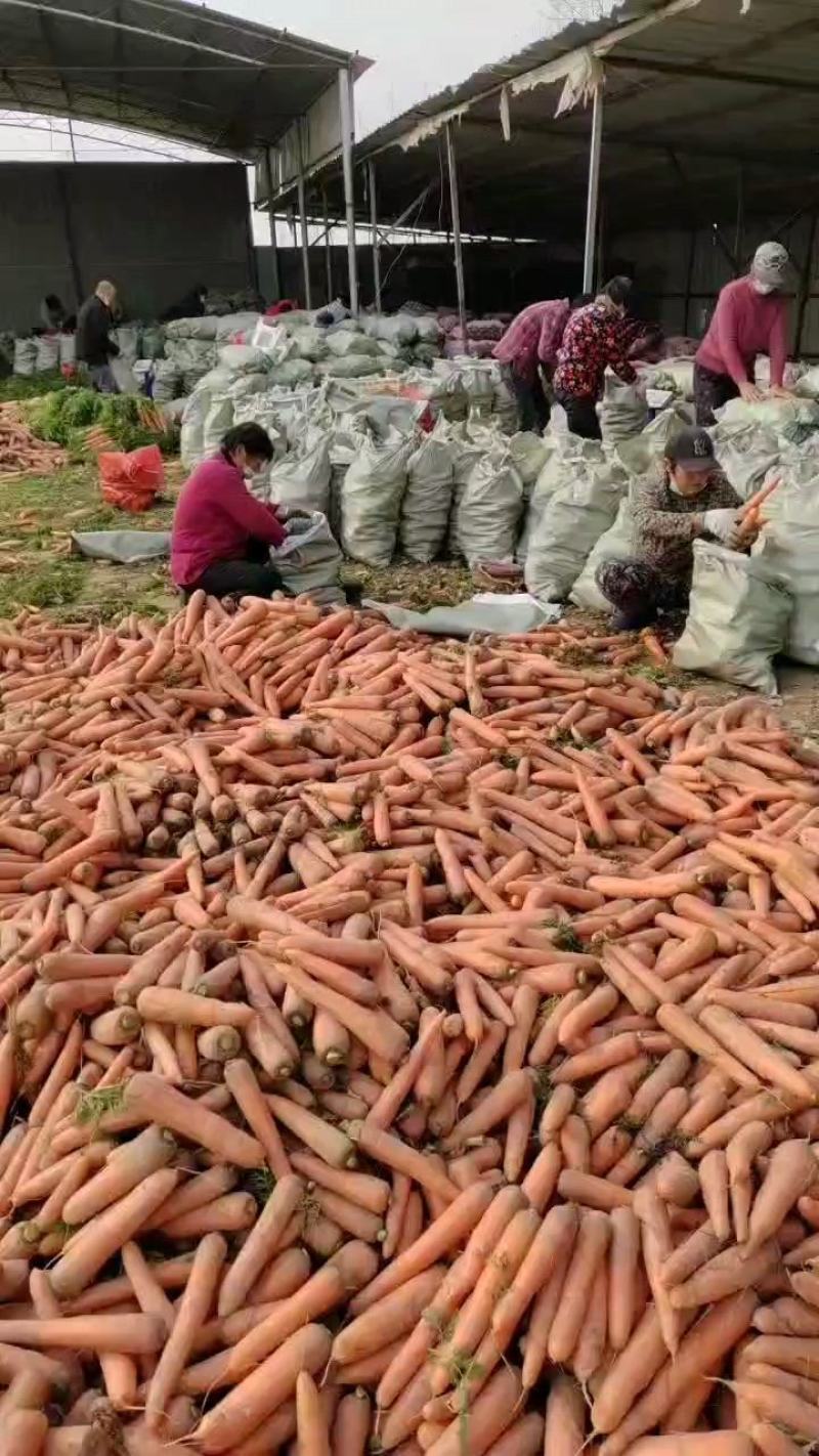 【现挖现发】开封胡萝卜新鲜红萝卜新鲜蔬菜水果萝卜批发沙地萝卜