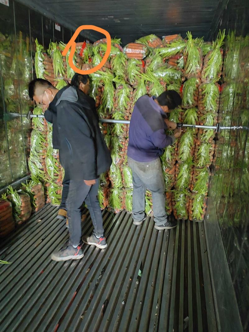 【现挖现发】开封胡萝卜新鲜红萝卜新鲜蔬菜水果萝卜批发沙地萝卜